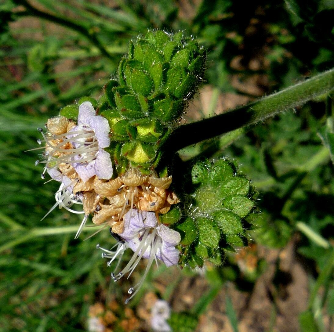 High Resolution Phacelia ramosissima Flower